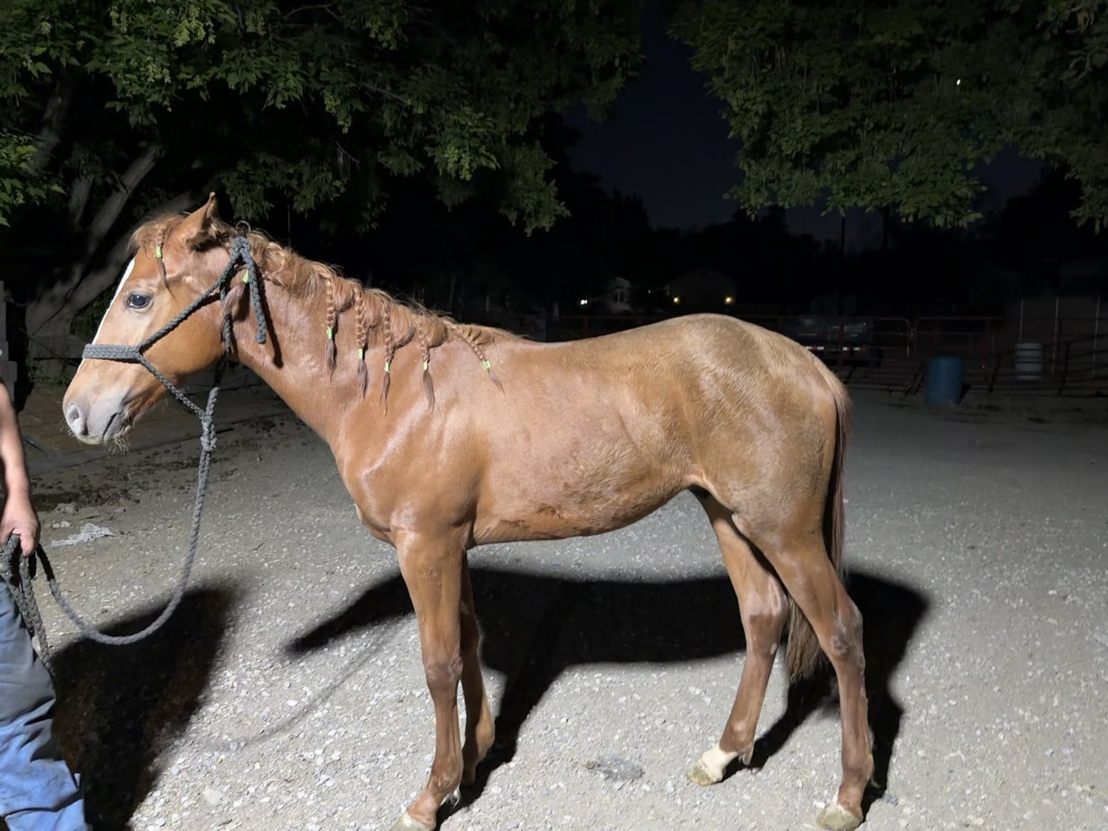 A smart and ready one-year-old colt!