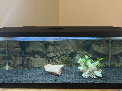 20 gallon Long Fish Tank