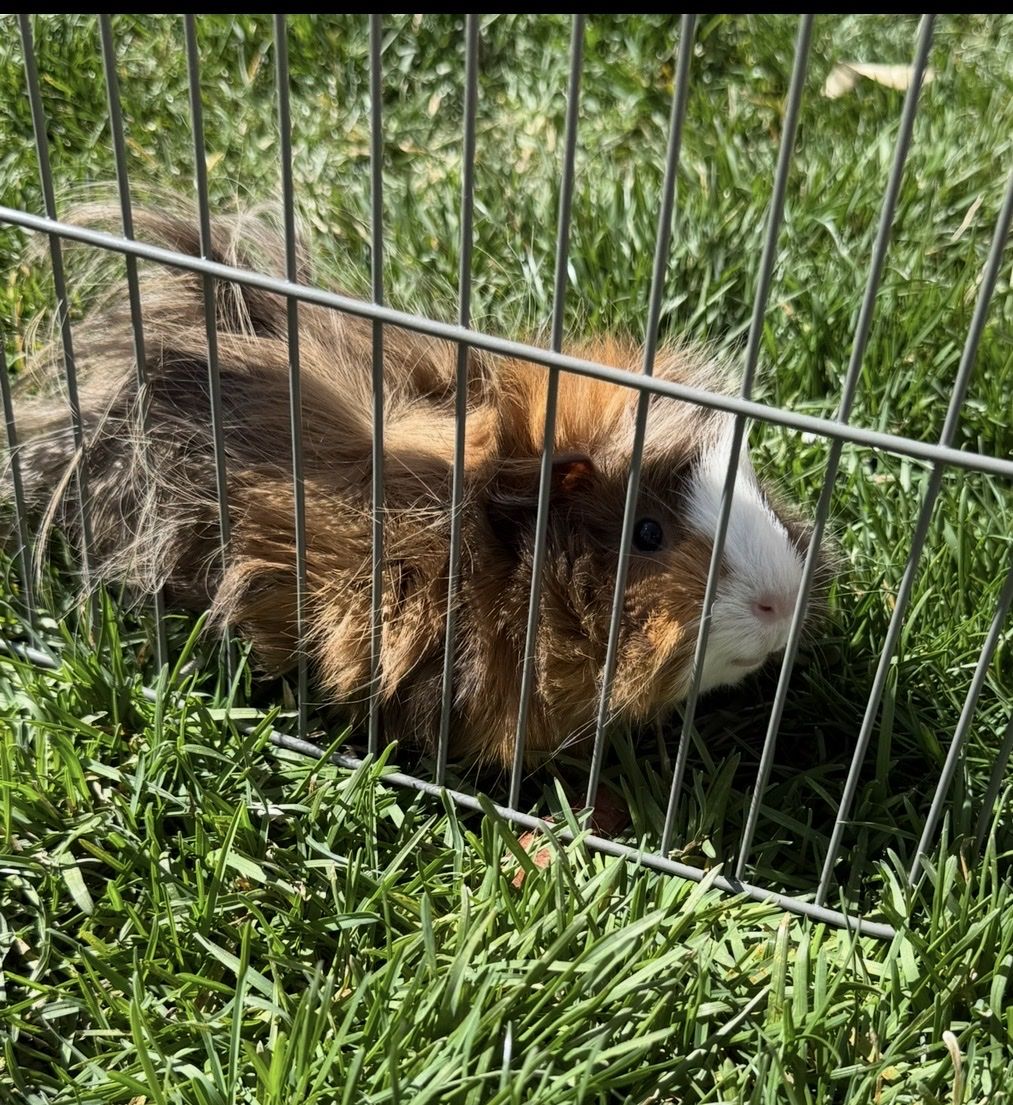 Free Guinea Pig