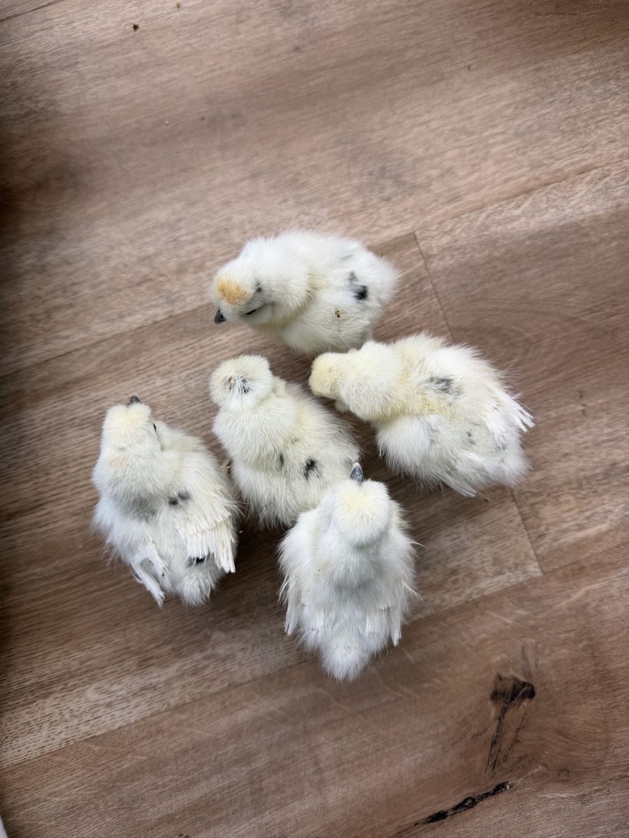 Paint silkie chicks