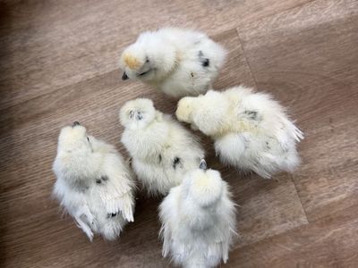 Paint silkie chicks