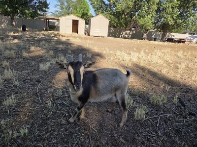 Nigerian Dwarf Doe in milk plus baby