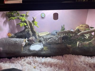 40gal leopard gecko