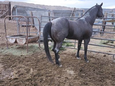AQHA Blue Roan standing stallion 6 panel clean.