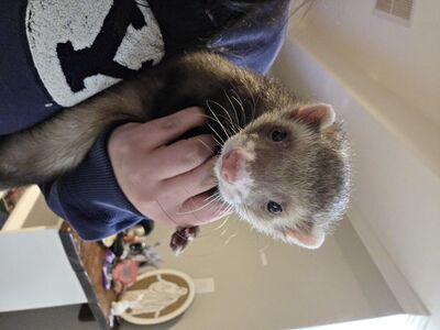 Ferret