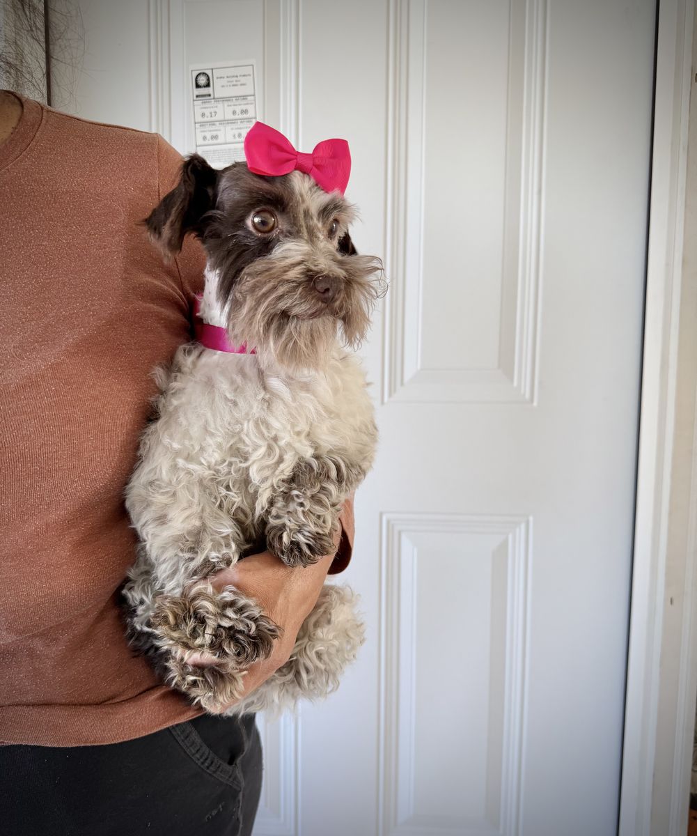 AKC teeny miniature schnauzer girl