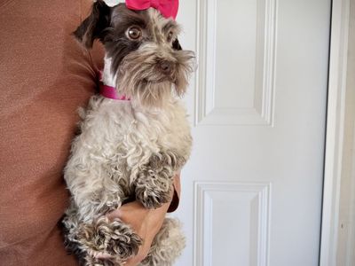 AKC teeny miniature schnauzer girl