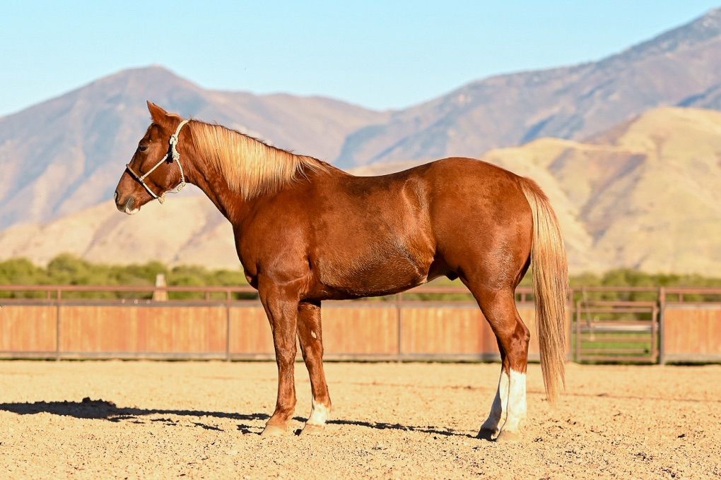 Head/ Heel/ Family Horse