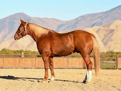 Head/ Heel/ Family Horse