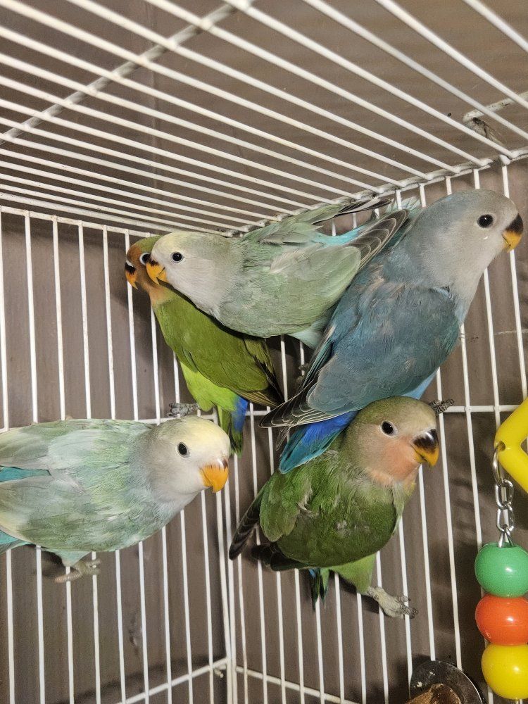 Beautiful Baby Lovebirds