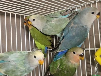 Beautiful Baby Lovebirds
