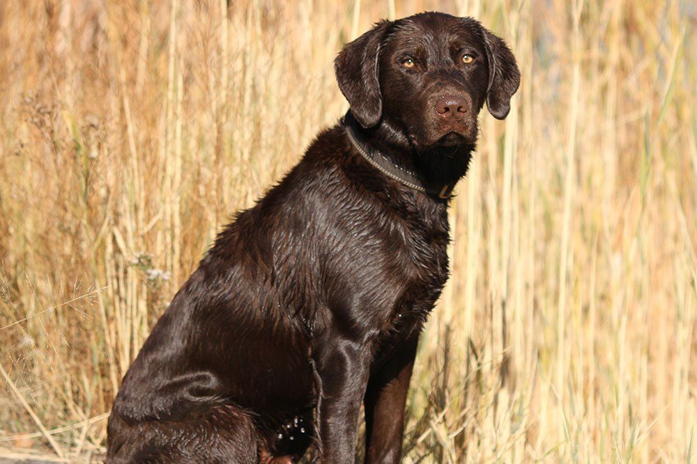 AKC Big Chocolate Lab Stud Retriever Labrador Stud Service