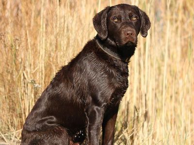 AKC Big Chocolate Lab Stud Retriever Labrador Stud Service