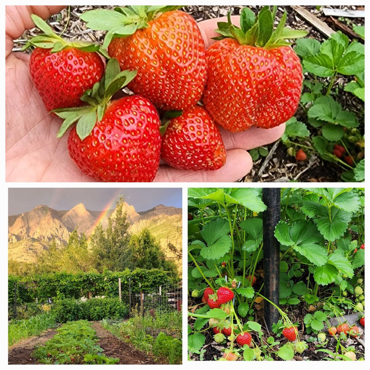 Strawberry Plants 15 for $10, Everberring
