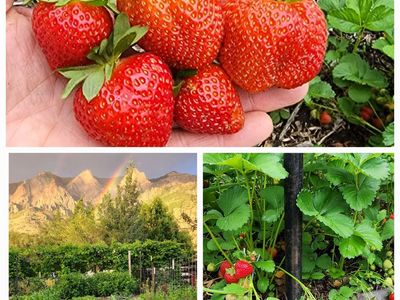 Strawberry Plants 15 for $10, Everberring