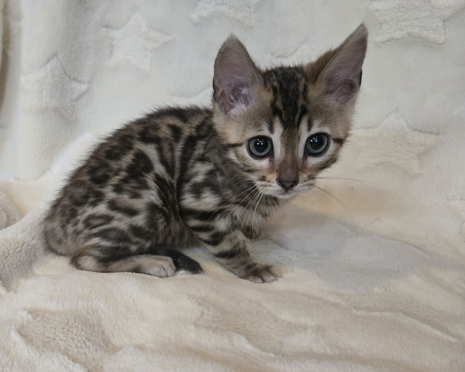 Beautiful Bengal Kittens