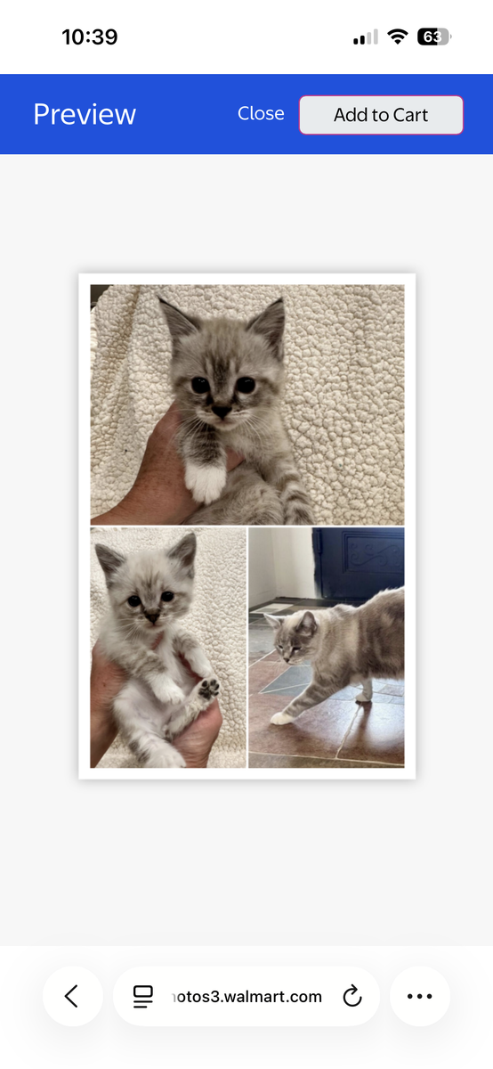 Persian Manx Kittens