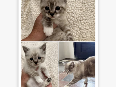 Persian Manx Kittens