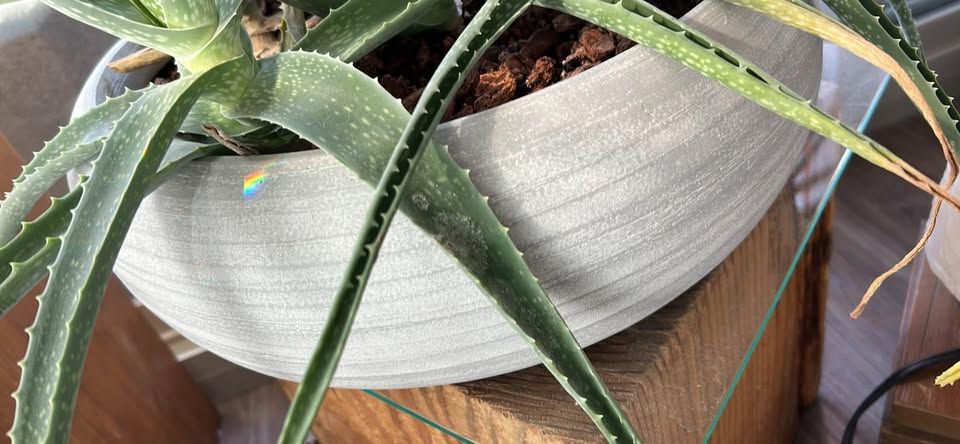 Crate & Barrel Concrete Pot With Aloe Succulent Plant