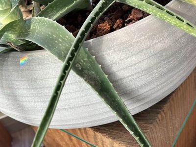 Crate & Barrel Concrete Pot With Aloe Succulent Plant