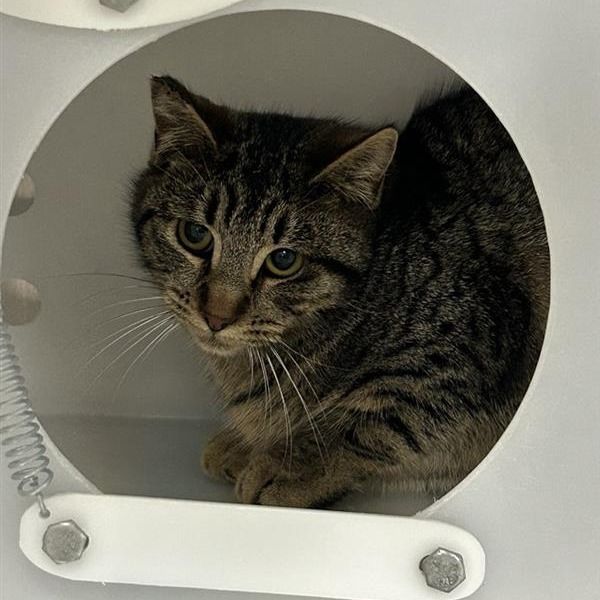 Hello my name is Letticia