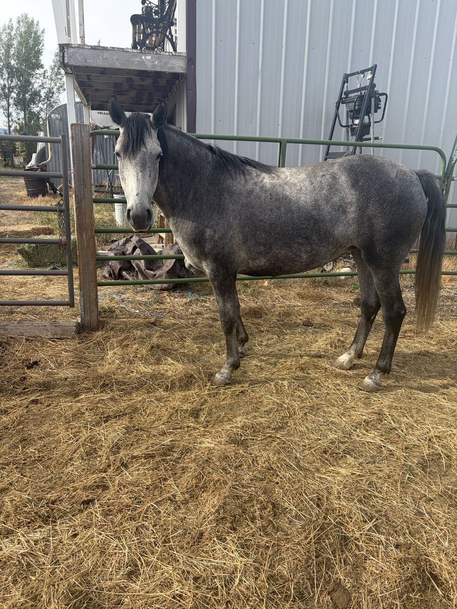 Beautiful 4 yr Old Gray Mare