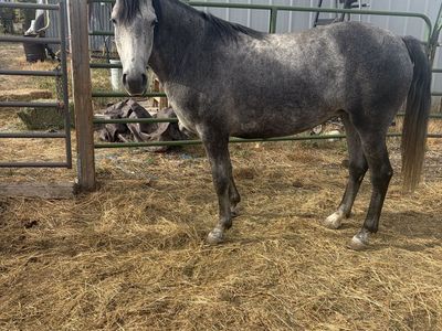 Beautiful 4 yr Old Gray Mare