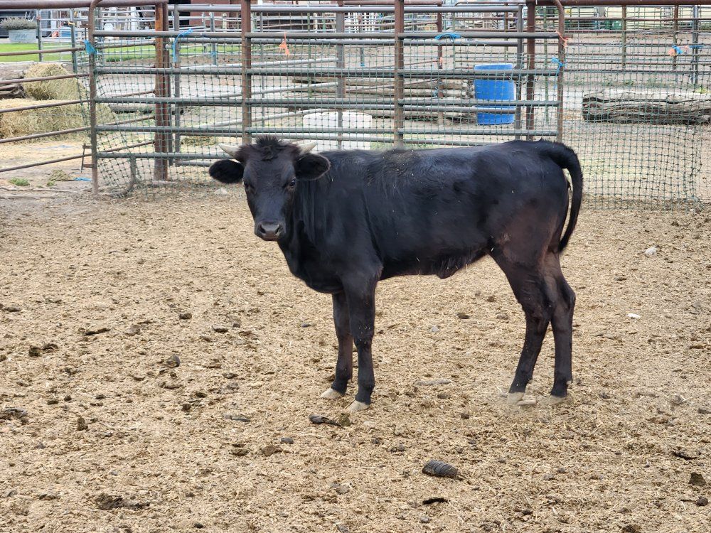 Corriente Heifer Calf