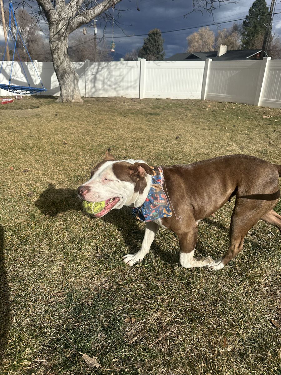 Pit Bull