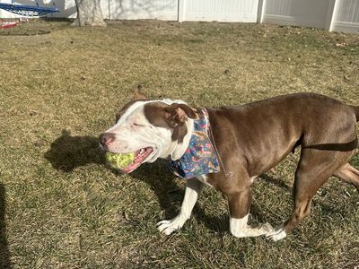 Pit Bull
