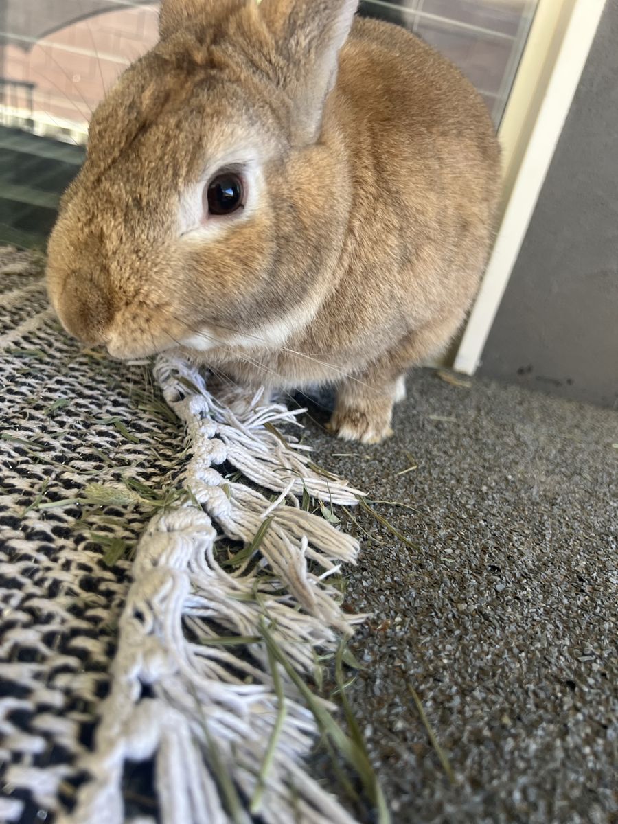 Male Rabbit with Hutch Included