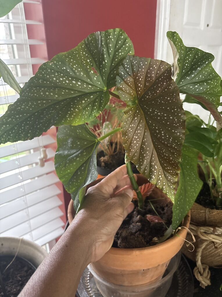 Polka Dot Begonia 25.00