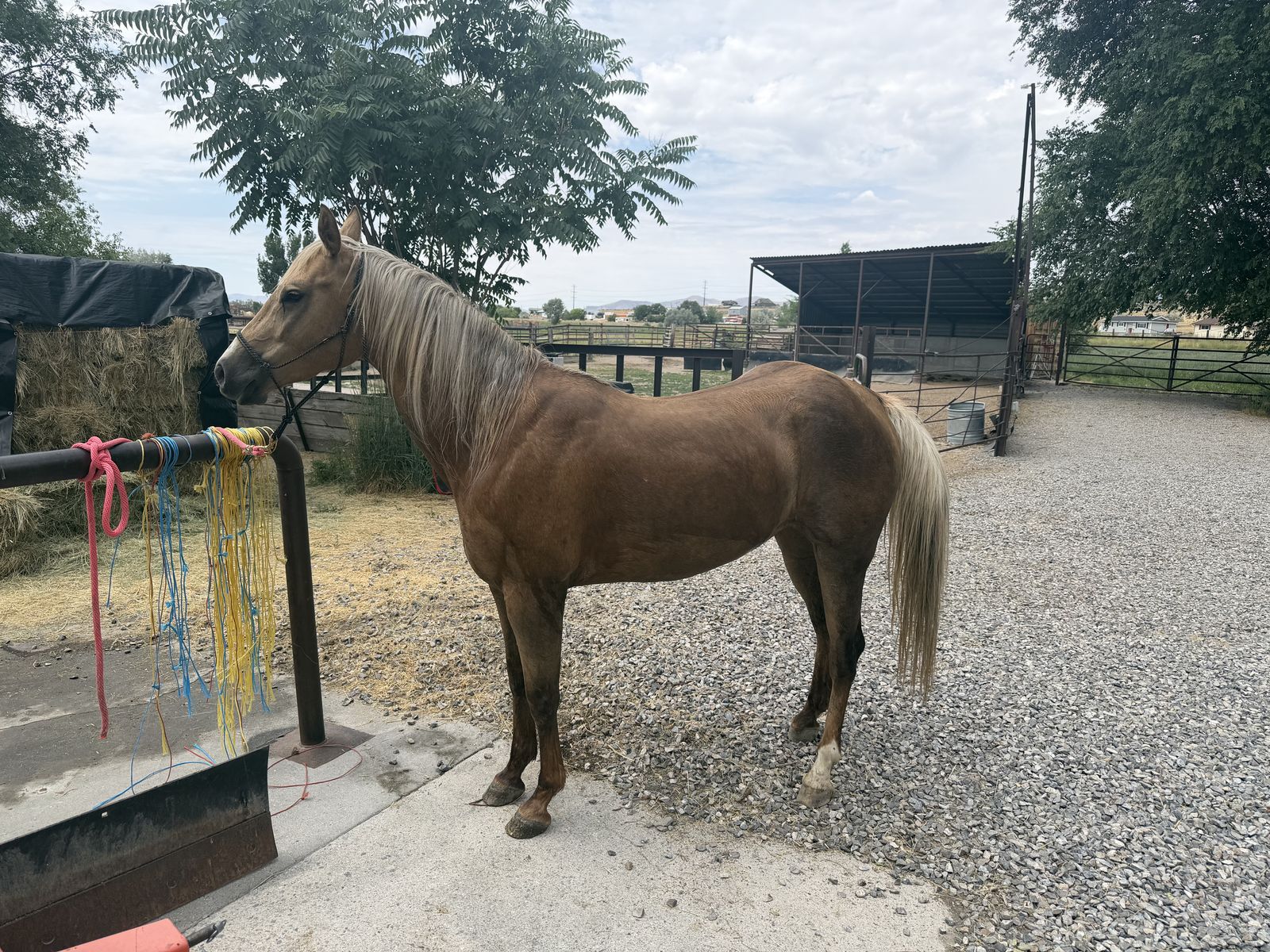 6 y/o mare QH