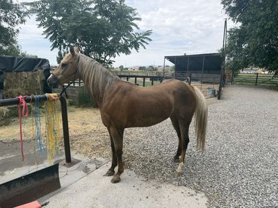 6 y/o mare QH