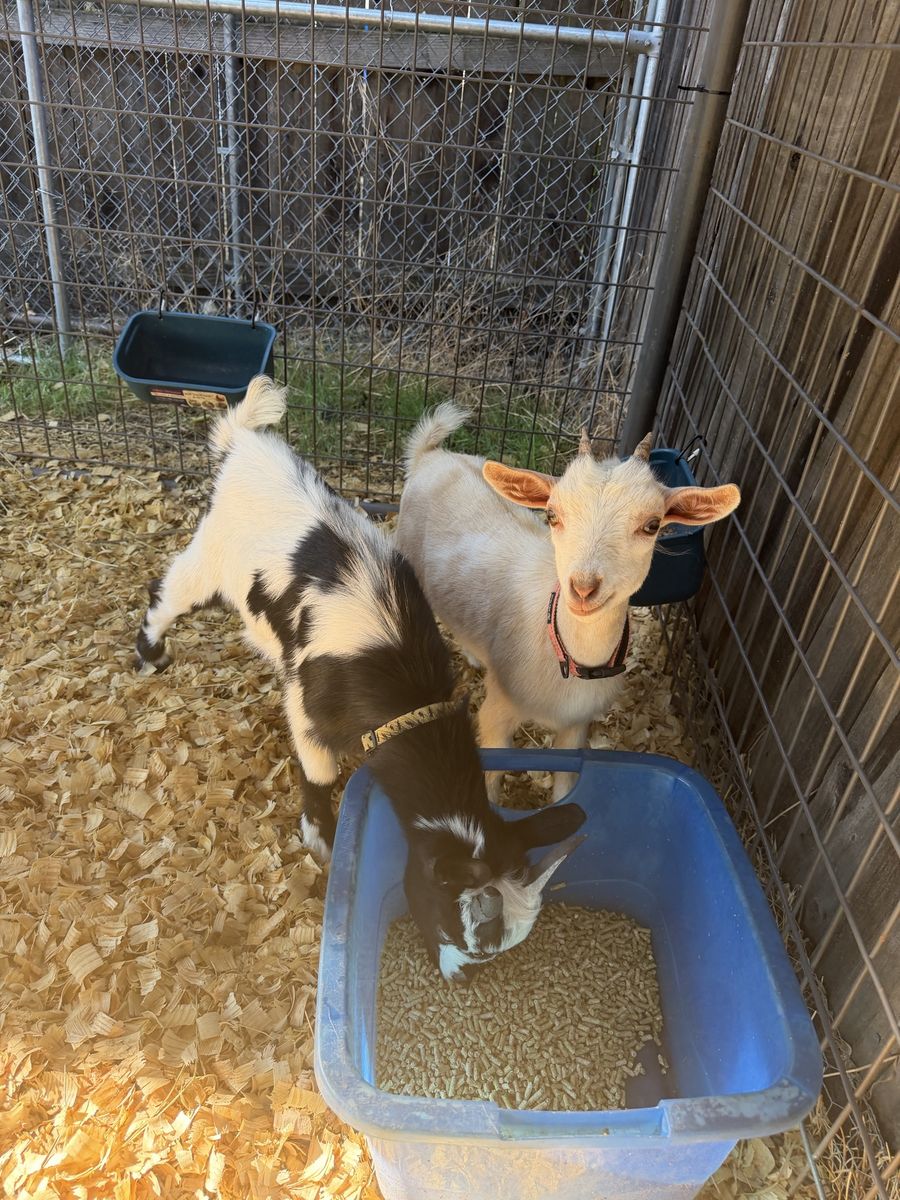 Pair of Nigerian Dwarf Goats 