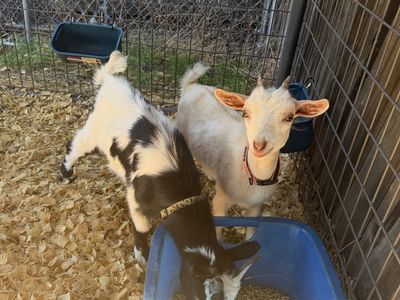Pair of Nigerian Dwarf Goats