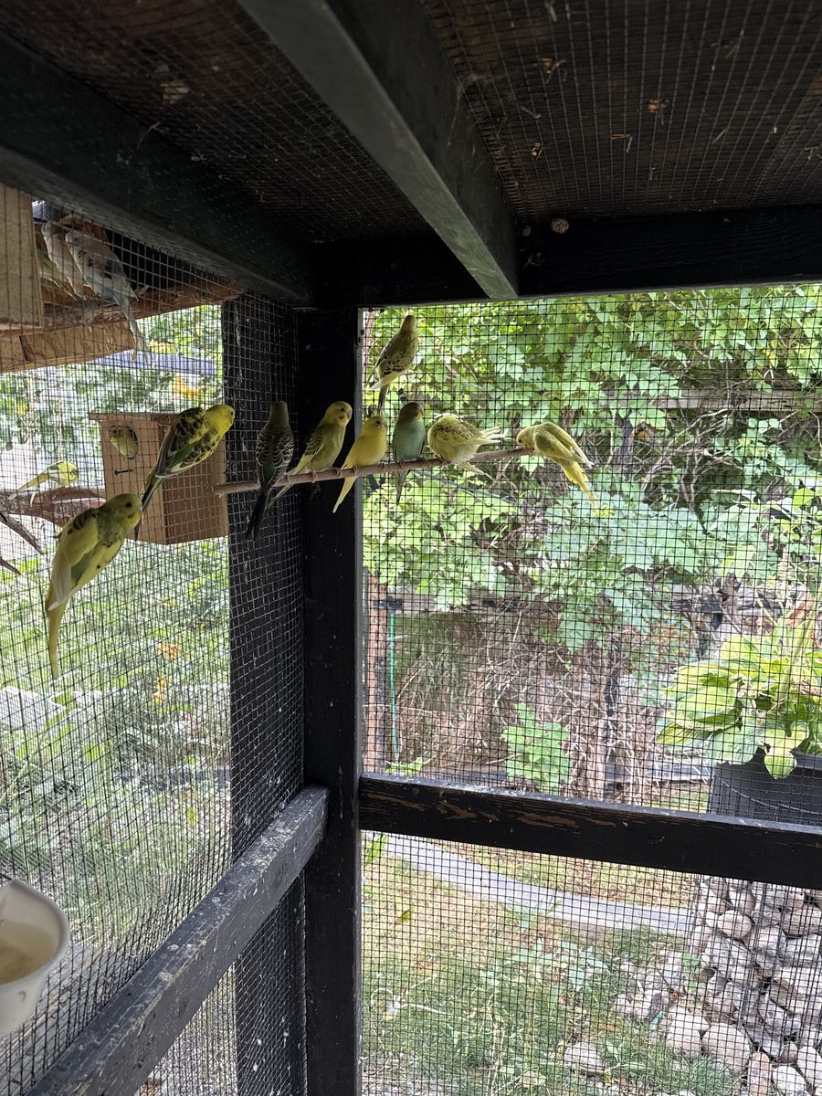Parakeet’s