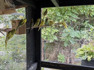 Parakeet’s
