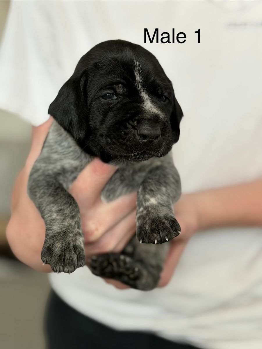 German Drahthaar/Wirehair Pointers