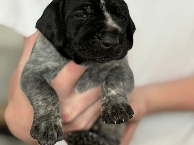 German Drahthaar/Wirehair Pointers