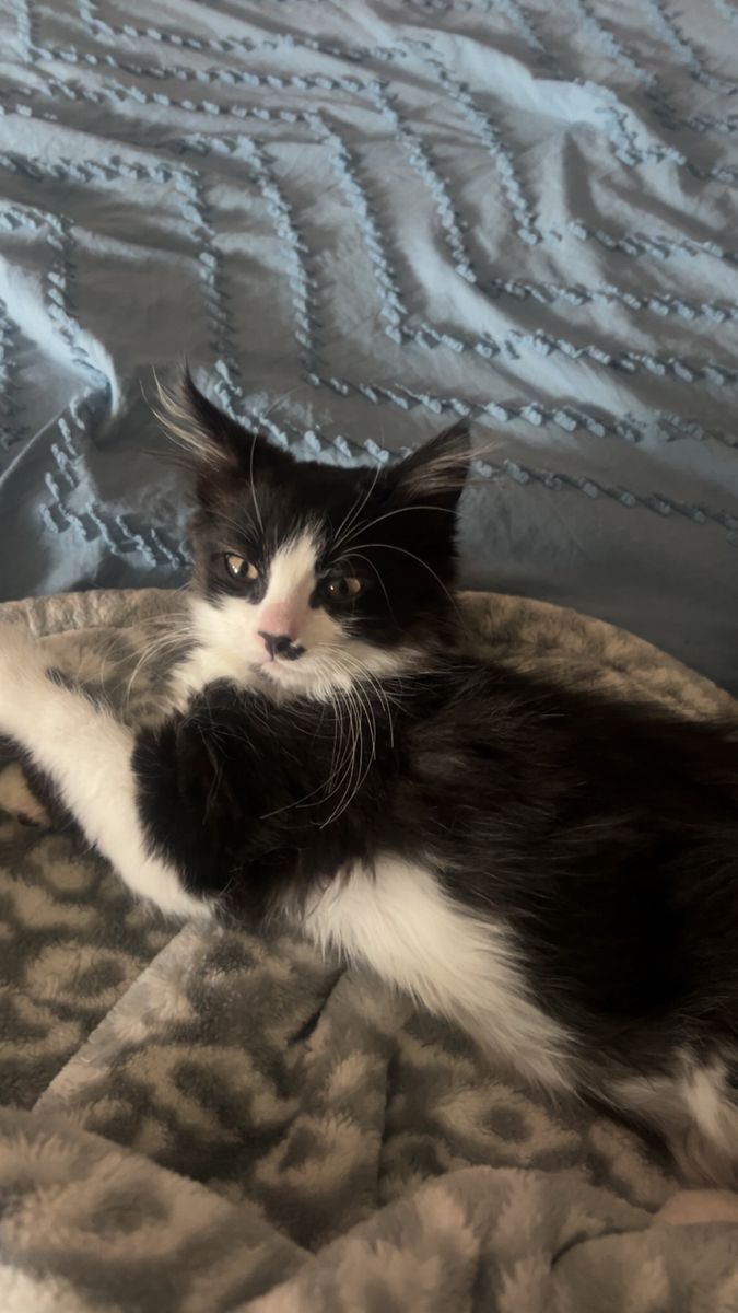 Long Haired Kitten Female 9 Weeks Old