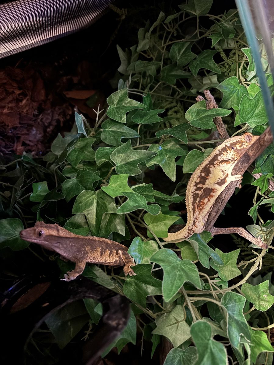 Pair of crested geckos and tank