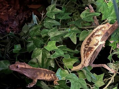 Pair of crested geckos and tank