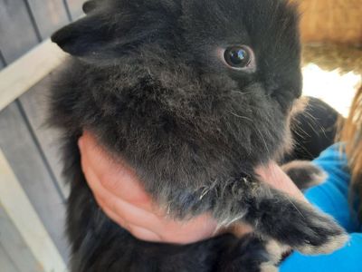 Lionhead Mix Bunnies