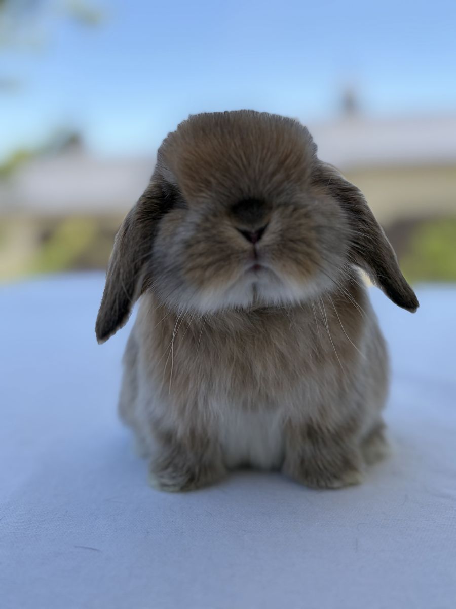 Holland Lop Doe