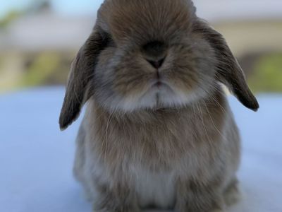 Holland Lop Doe