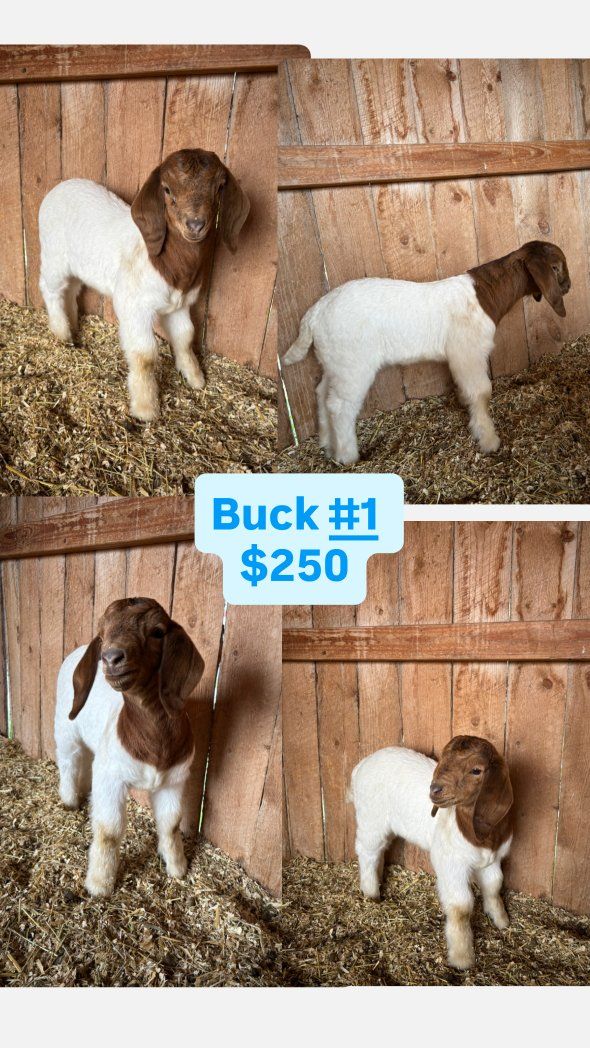 Boer Goat kids