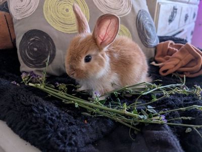 Adorable Baby Orange & White Rex Rabbit , Comes With Cage !