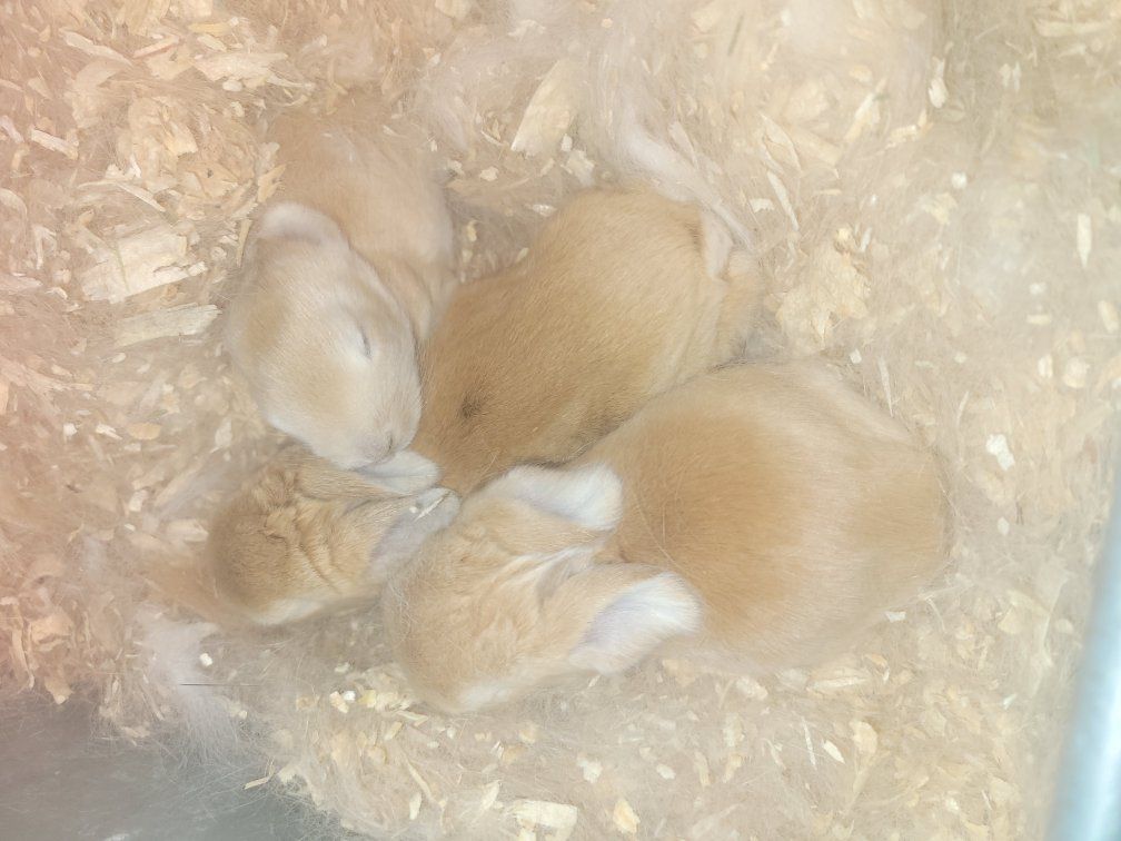 flemish giants