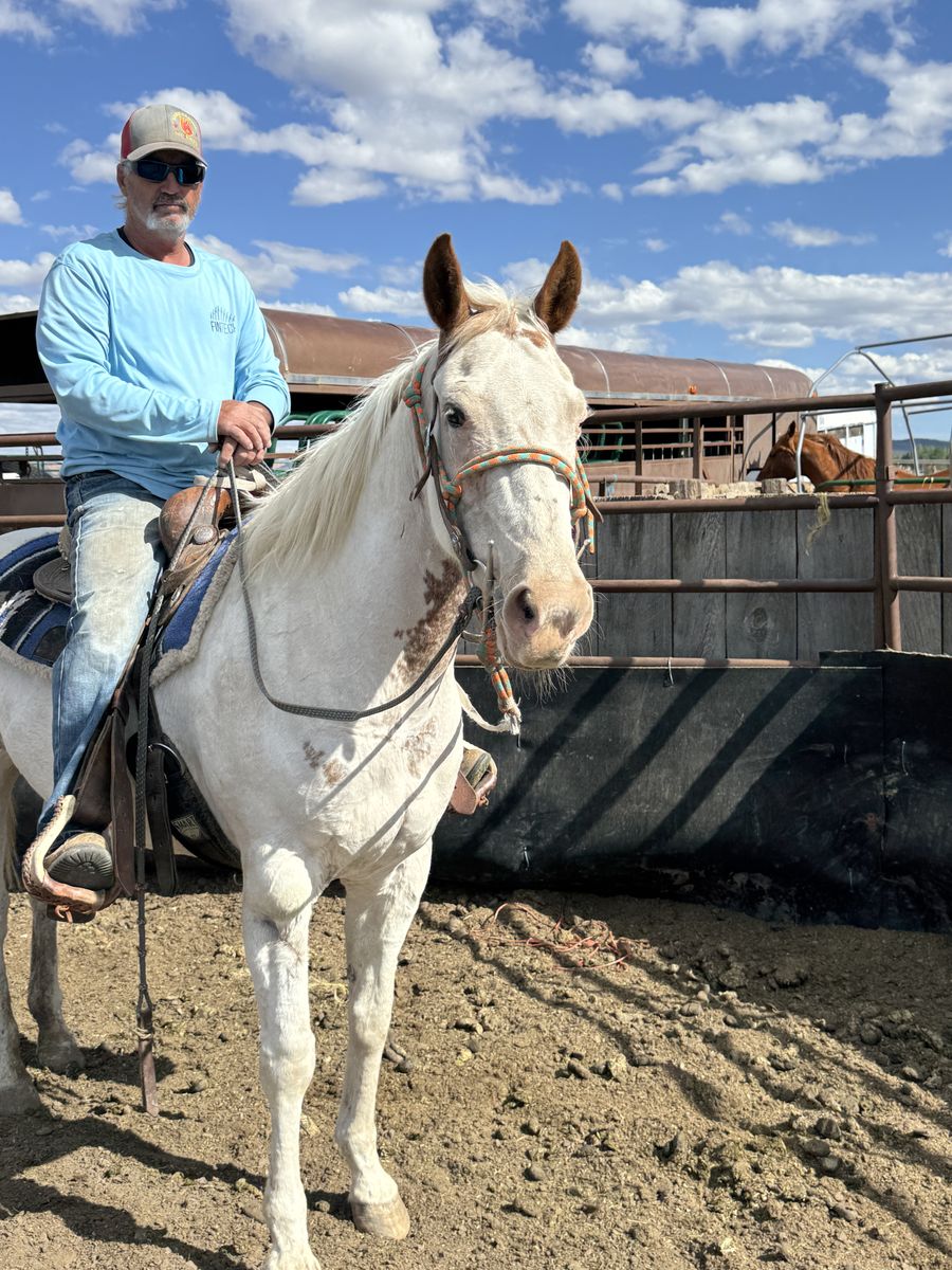 9 YR OLD PAINT MARE